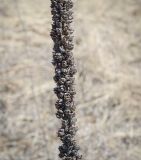 Verbascum thapsus. Часть высохшего соплодия прошлого года. Пермский край, Кунгурский р-н, окр. дер. Дейково, окр. ур. Греховская гора, разнотравный луг. 15.04.2023.