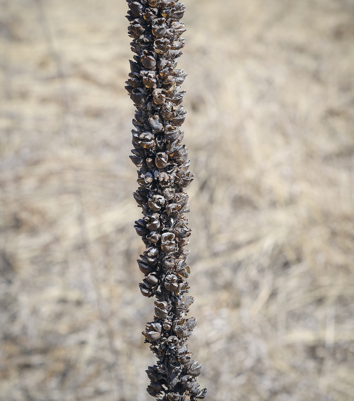 Image of Verbascum thapsus specimen.