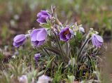 genus Pulsatilla