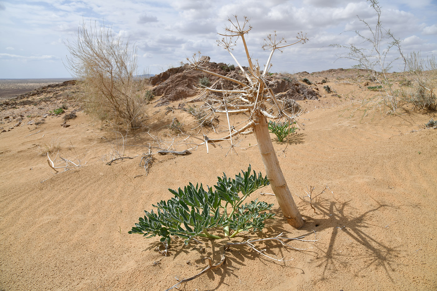 Image of Ferula foetida specimen.