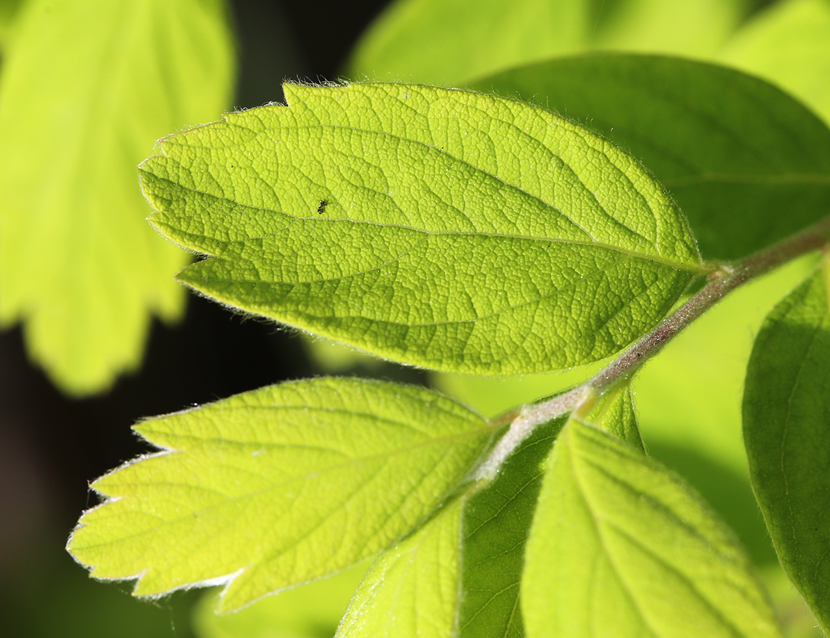 Image of Spiraea media specimen.