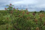 Sambucus racemosa