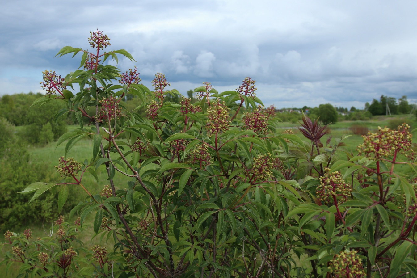 Изображение особи Sambucus racemosa.