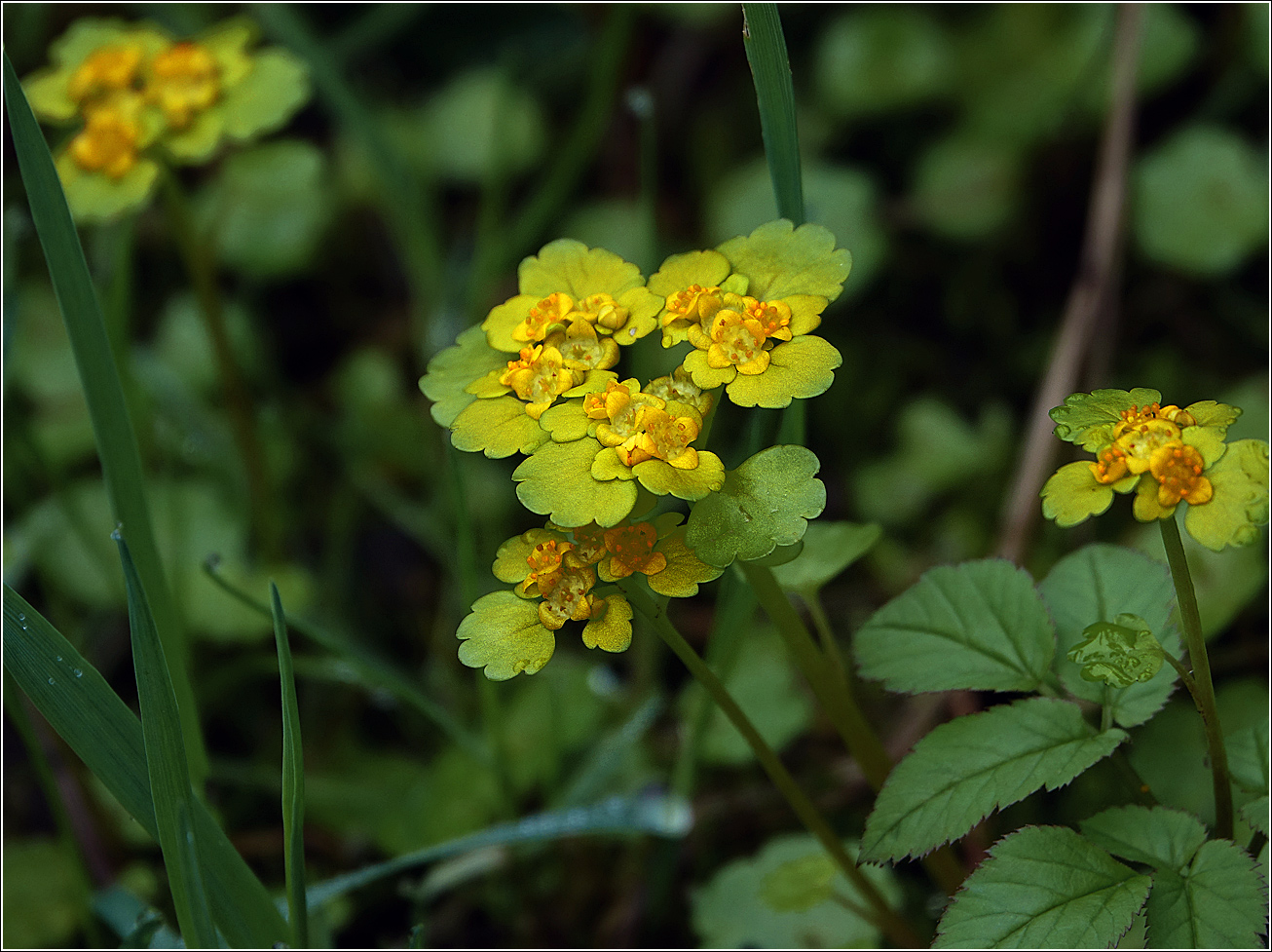 Image of Chrysosplenium alternifolium specimen.