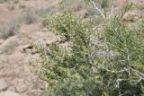 Salsola arbuscula. Веточка с цветками и листьями. Таджикистан, Согдийская обл., горы Окбель, лёссовый склон. 7 мая 2023 г.