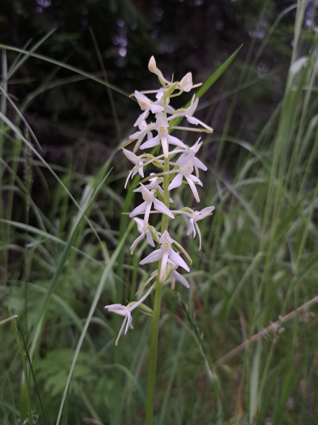 Изображение особи Platanthera bifolia.