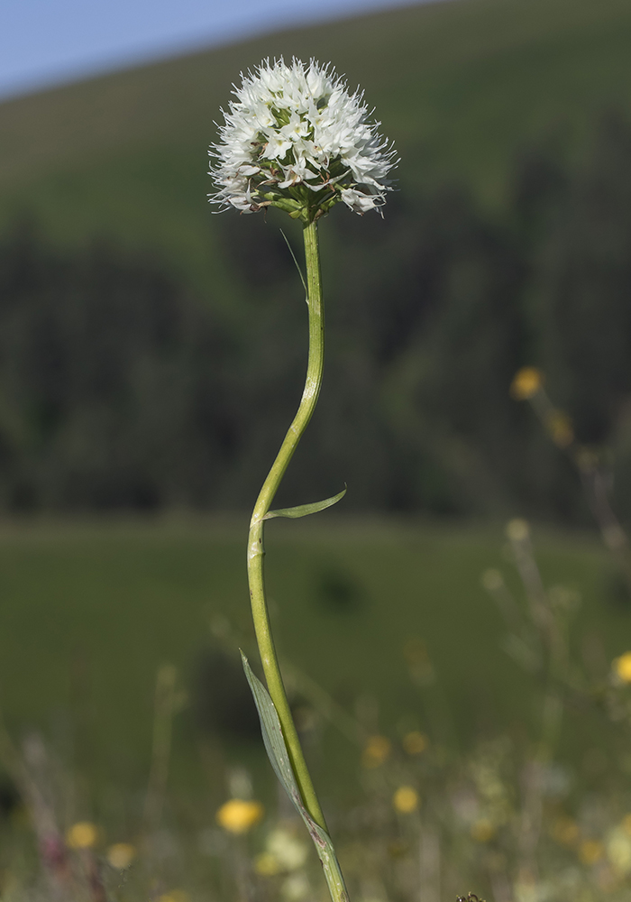 Image of Traunsteinera sphaerica specimen.