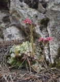 Sempervivum arachnoideum. Цветущие и вегетирующие растения. Испания, автономное сообщество Каталония, провинция Жирона, комарка Рипольес, муниципалитет Сеткасес, средняя часть склона ю.-в. экспозиции, ≈1615 м н.у.м., скальный выход в смешанном лесу. 30.07.2023.