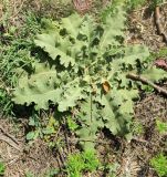 Verbascum sinuatum. Вегетирующее растение. Болгария, Бургасская обл., село Каменар, рудеральное местообитание. 17.09.2021.