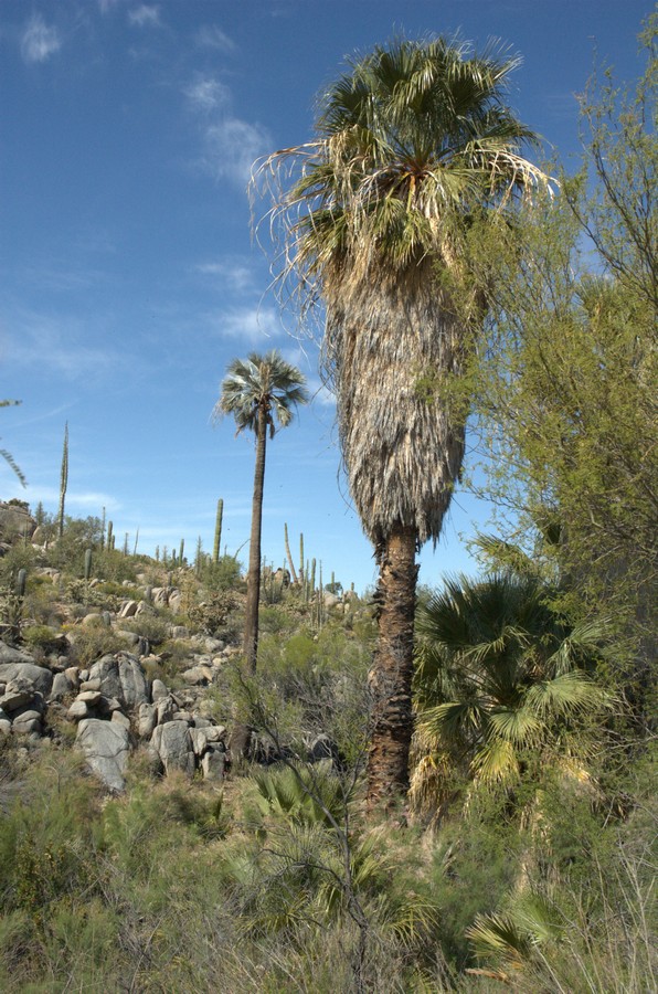 Image of Washingtonia robusta specimen.