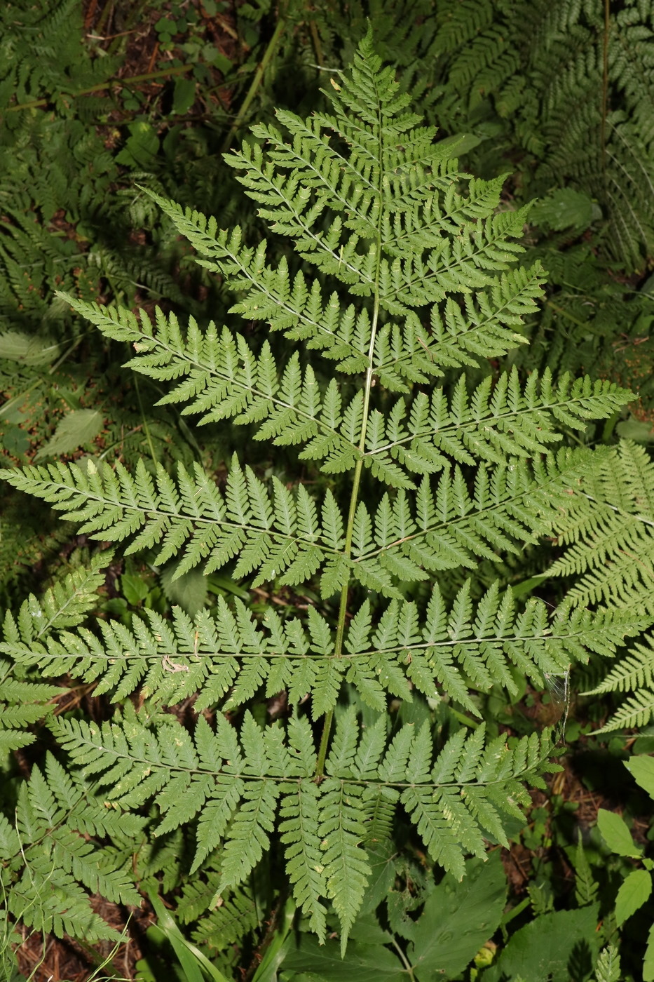 Image of Dryopteris expansa specimen.