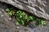 Asplenium ruta-muraria