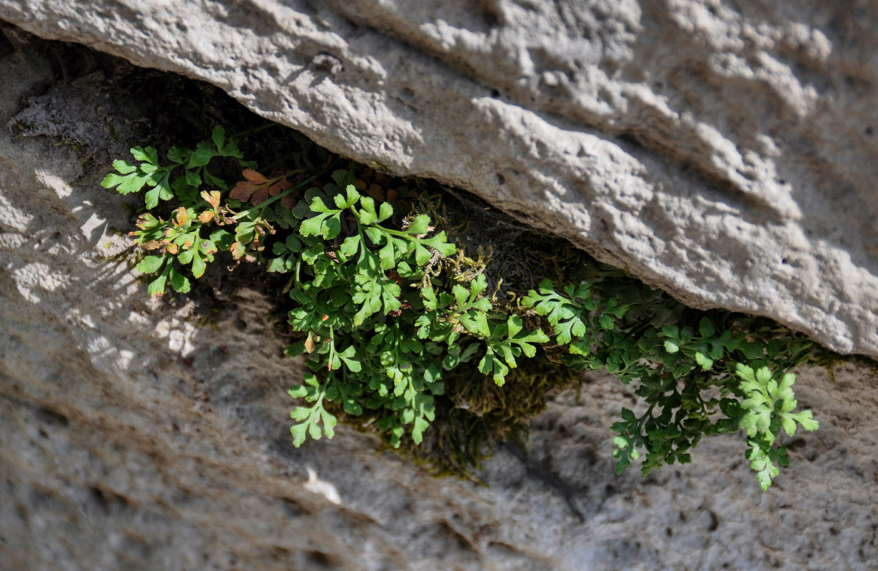 Изображение особи Asplenium ruta-muraria.