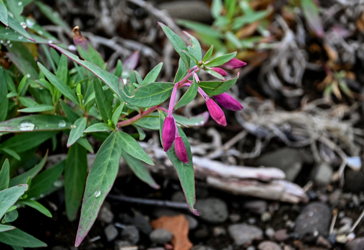 Изображение особи Chamaenerion latifolium.