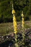 Verbascum phlomoides. Цветущее растение. Чечня, Шаройский р-н, нижняя часть долины р. Цесиахк, окраина с. Химой, обочина дороги. 09.08.2023.