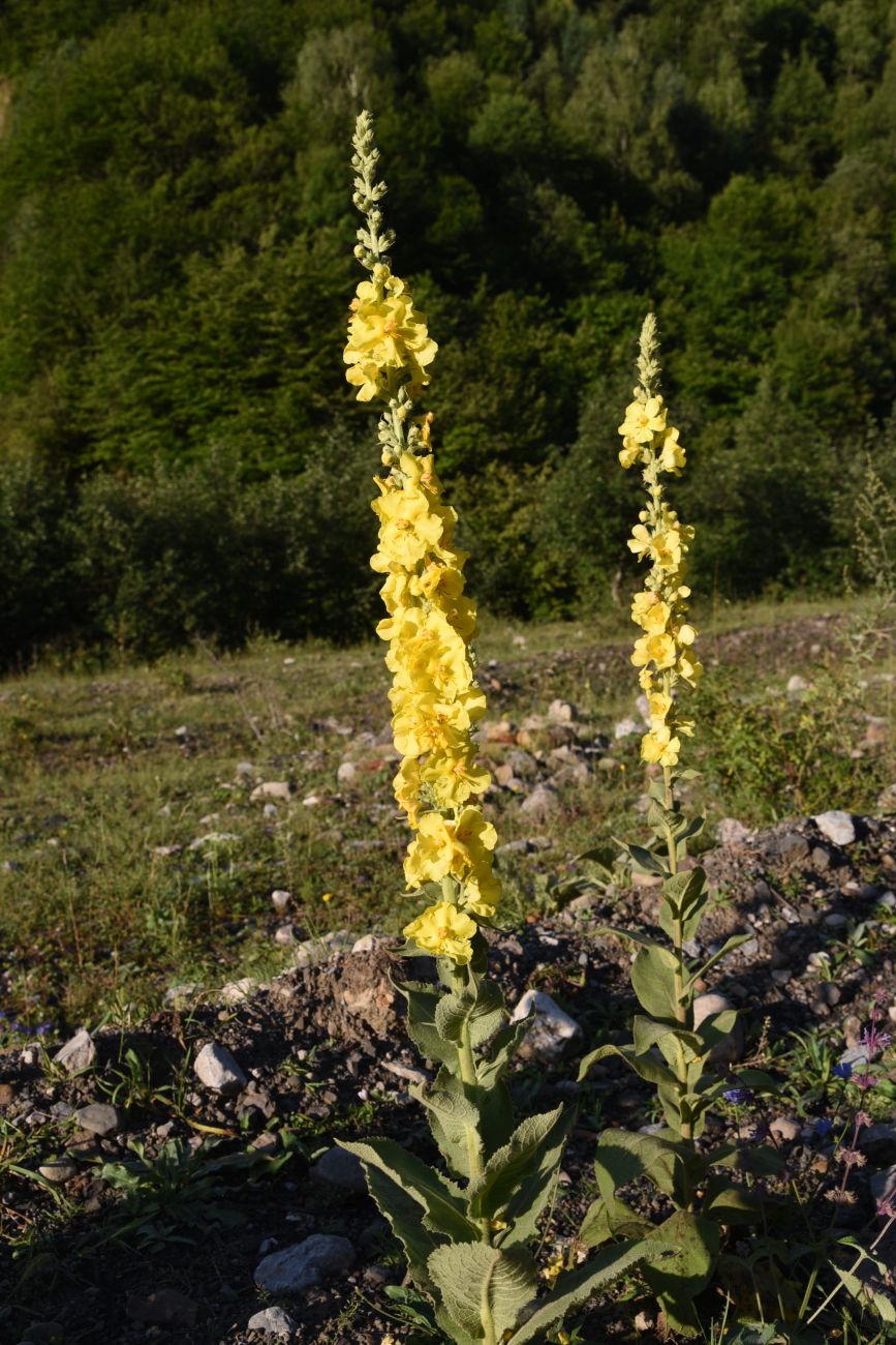 Изображение особи Verbascum phlomoides.