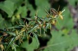 Xanthium spinosum