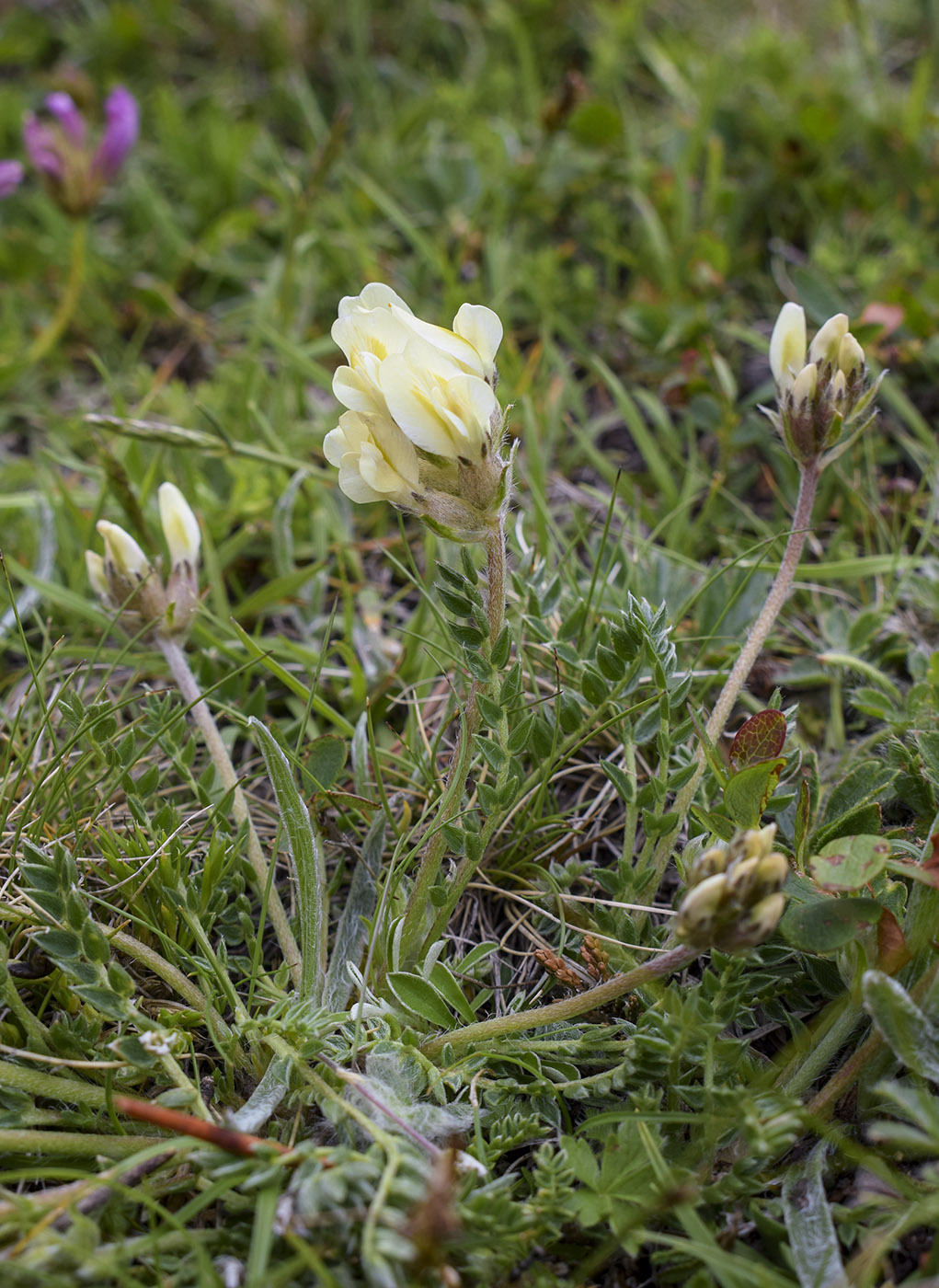 Изображение особи Oxytropis campestris.