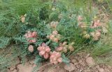 Astragalus physodes