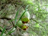 Fritillaria olgae