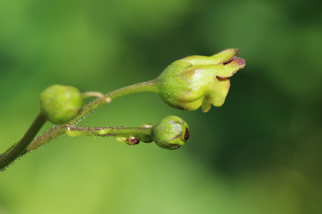 Image of Scrophularia nodosa specimen.