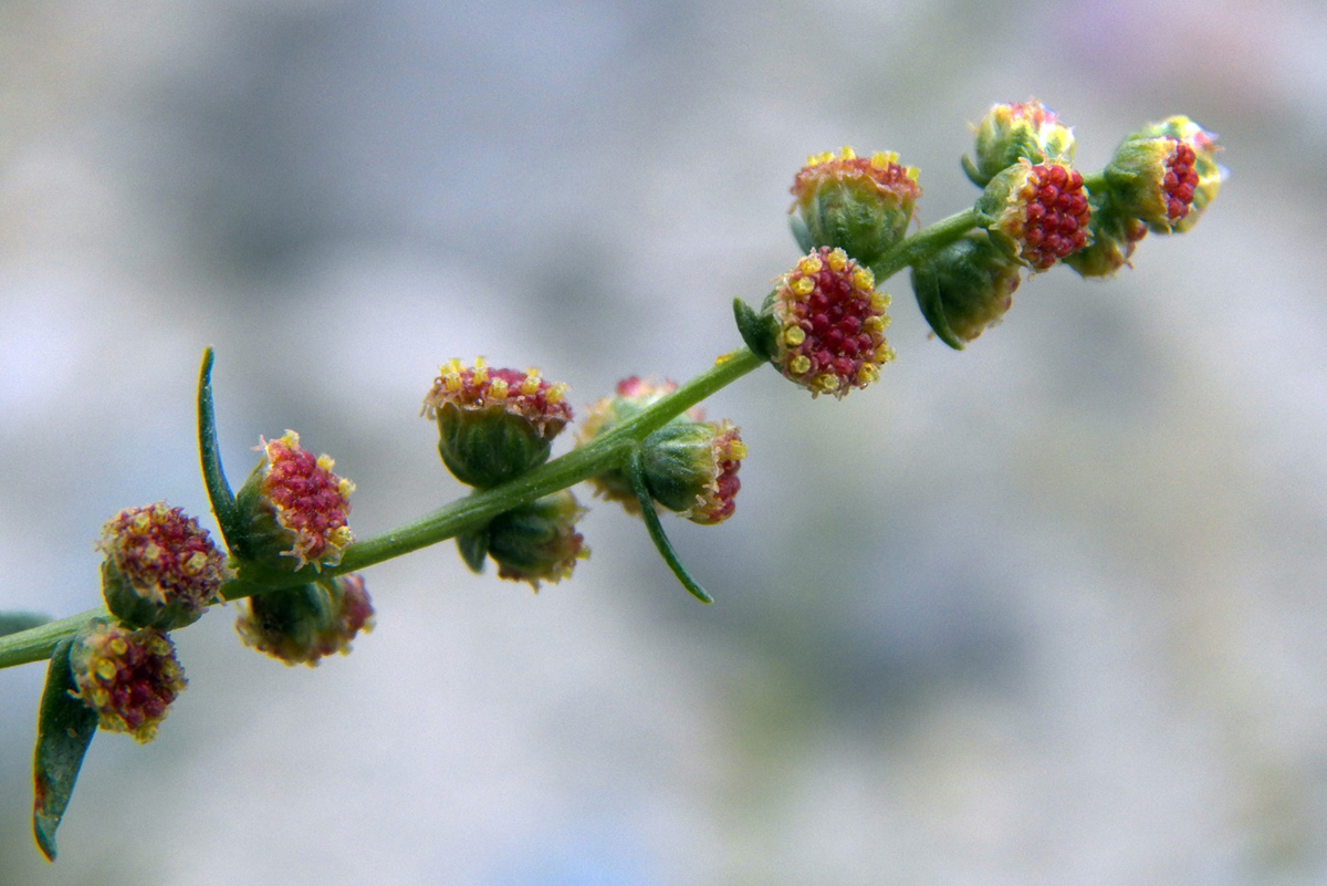 Изображение особи Artemisia pamirica.