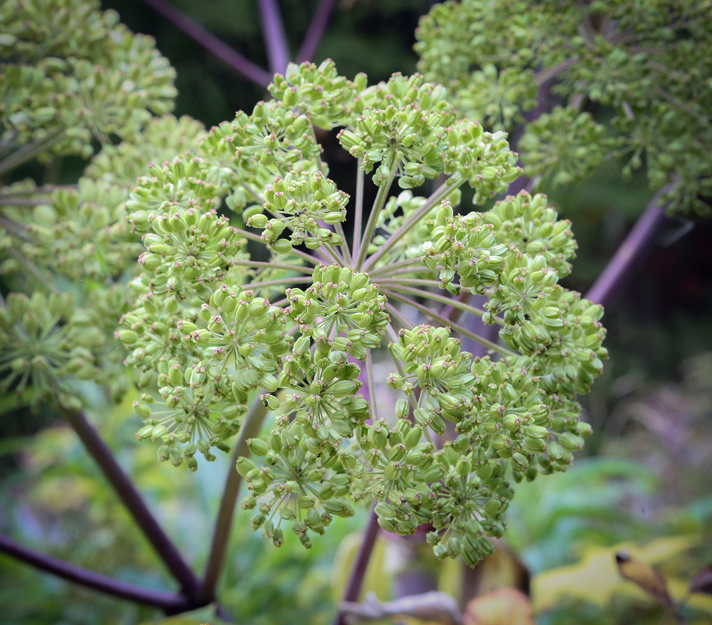 Изображение особи Archangelica officinalis.