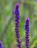 Salvia tesquicola. Верхушка соцветия. Оренбургская обл., Кувандыкский гор. округ, окр. г. Кувандык, луг. 06.07.2023.