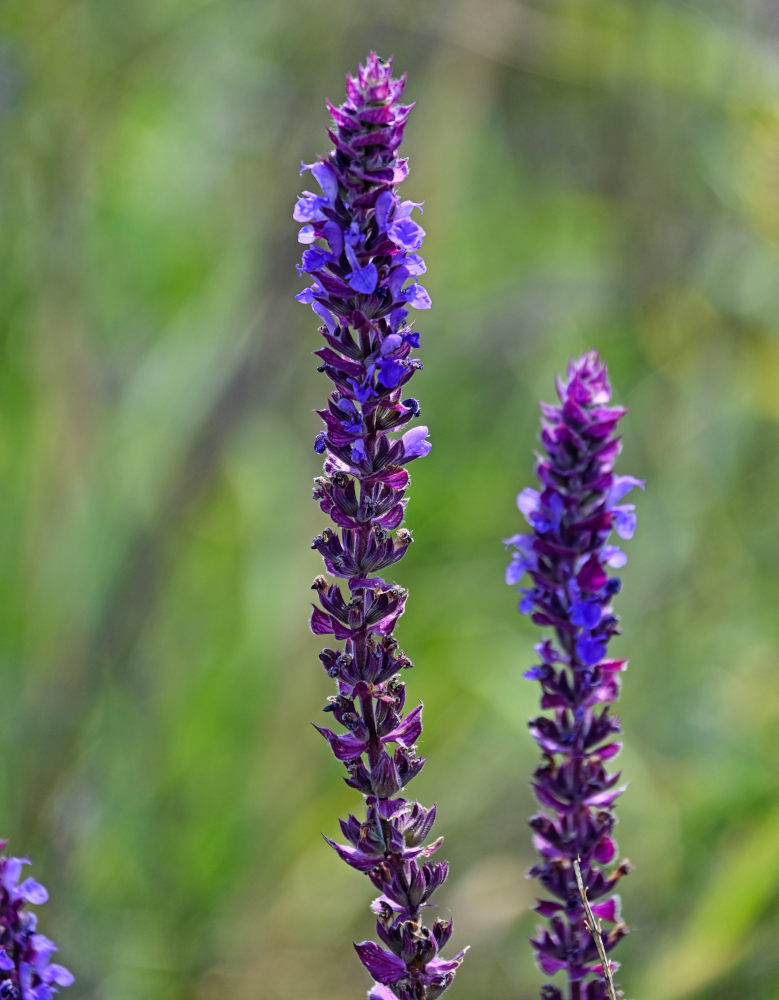 Изображение особи Salvia tesquicola.