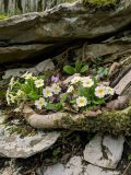 Primula vulgaris. Цветущие растения (некоторые цветки аномальные - 4-членные) в сообществе с Cyclamen. Краснодарский край, городской округ Сочи, Адлерский р-н, окр. с. Казачий Брод, широколиственный лес, рядом с обрывом. 01.03.2024.