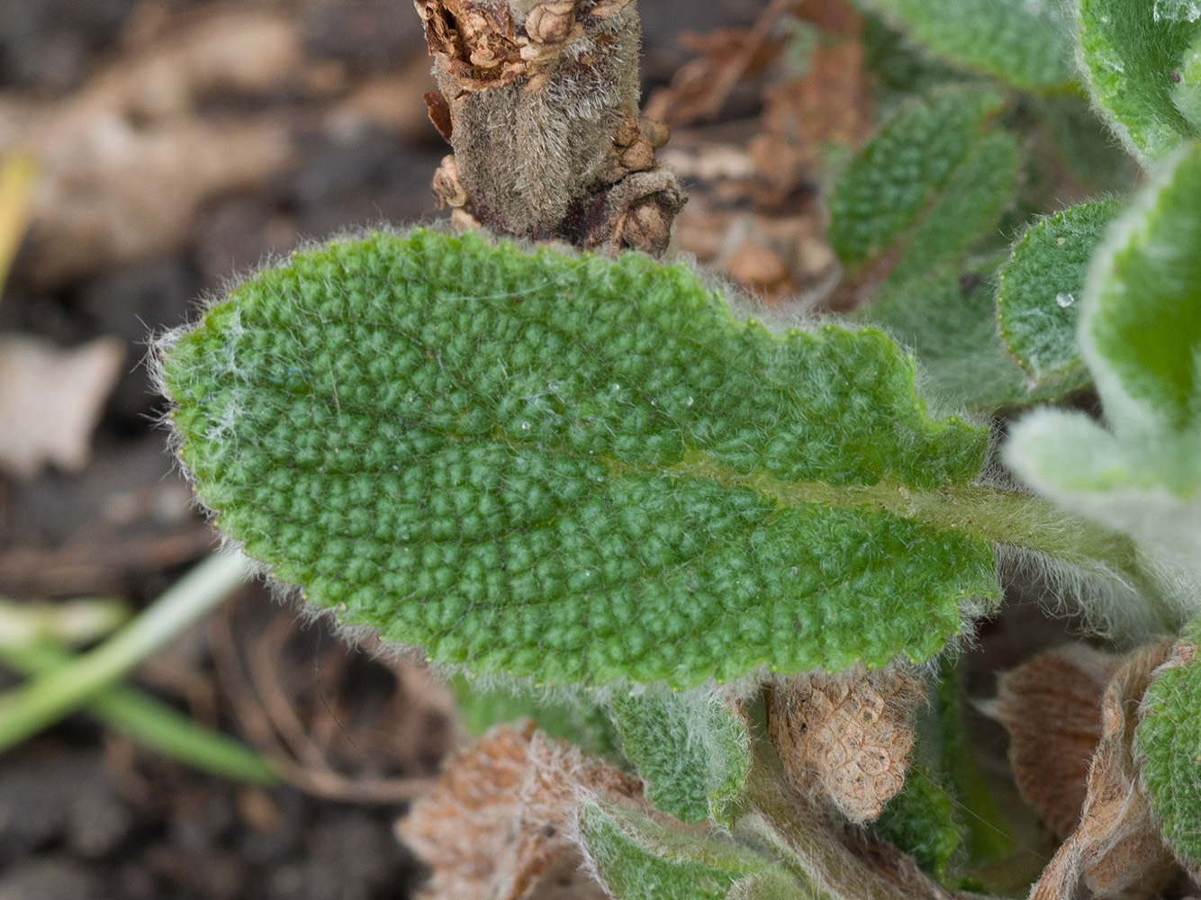 Изображение особи Stachys byzantina.