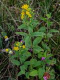 Lysimachia vulgaris