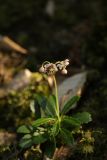 Chimaphila umbellata