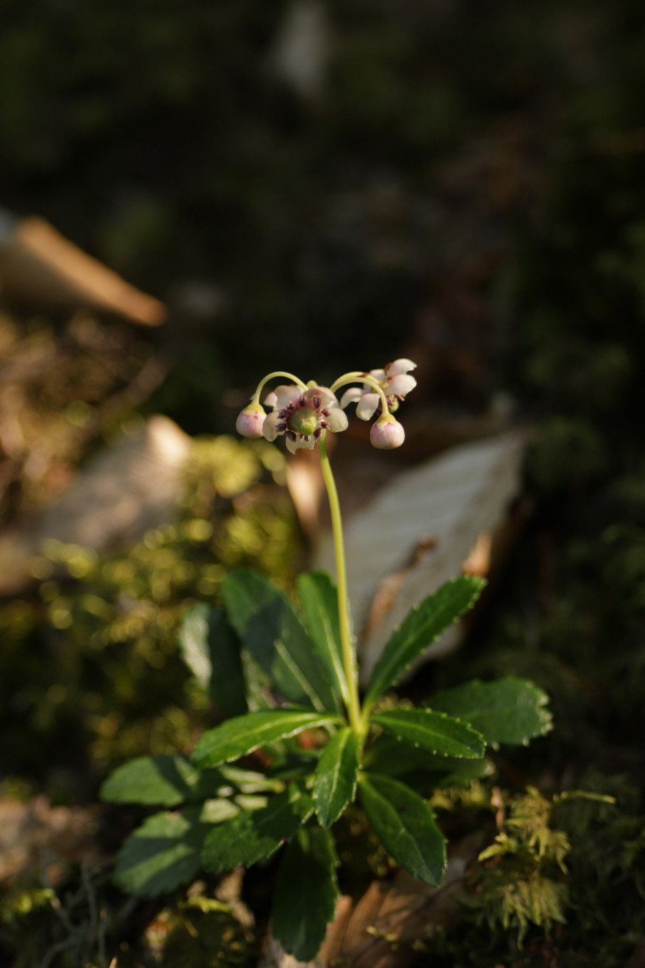 Image of Chimaphila umbellata specimen.