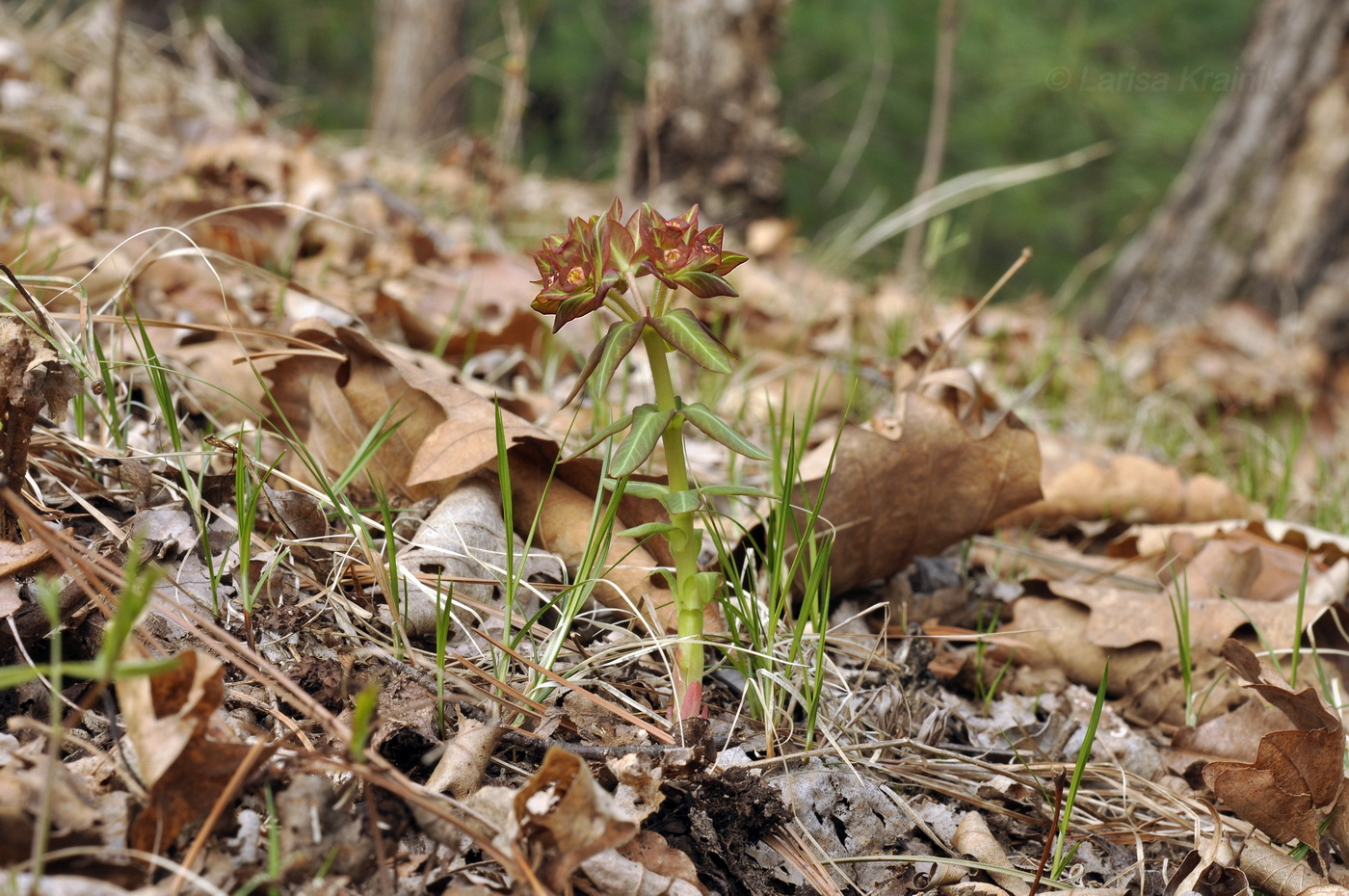 Image of Euphorbia komaroviana specimen.