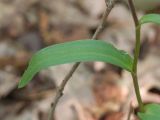 Cephalanthera rubra. Лист. Краснодарский край, Крымский р-н, окр. станицы Неберджаевская, ур. Глубокий Яр, буково-дубово-грабовый лес. 30.05.2024.