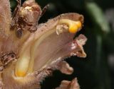 Orobanche dagestanica. Цветок в разрезе. Дагестан, Агульский р-н, 5 км ССЗ с. Чираг, сланцевая осыпь (паразитирует на Cirsium pugnax). 25 июня 2023 г.