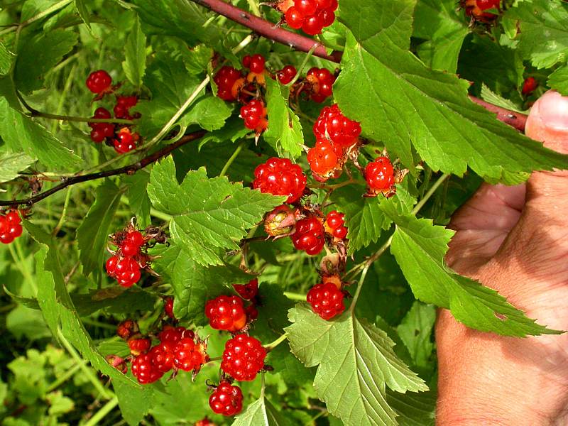 Image of Rubus crataegifolius specimen.