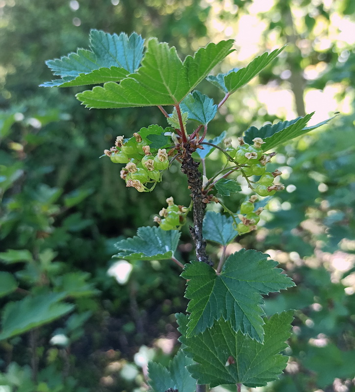 Изображение особи Ribes rubrum.