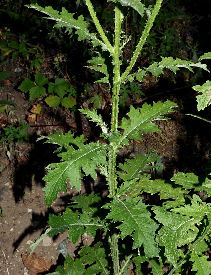Изображение особи Carduus crispus.