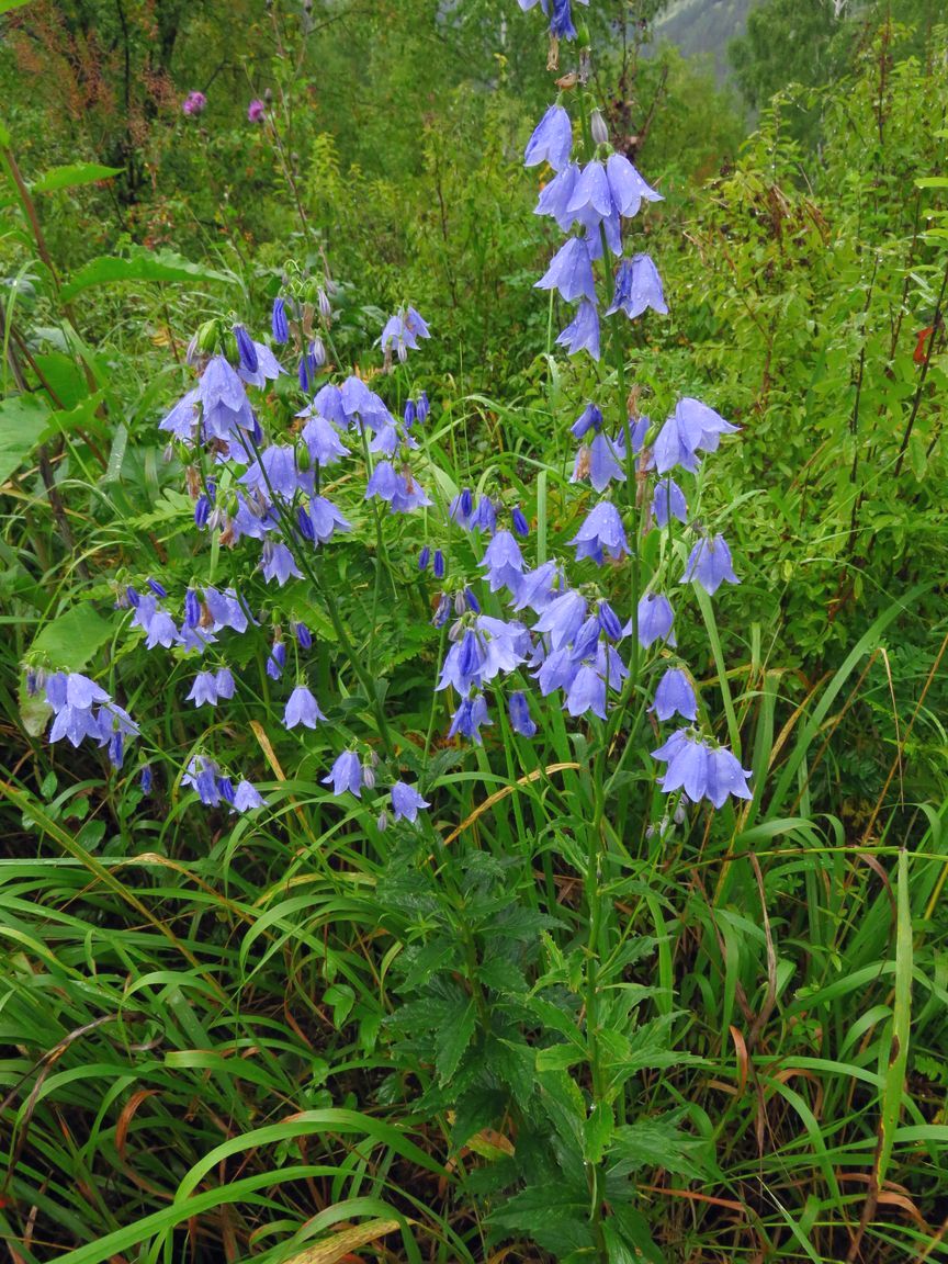 Изображение особи Adenophora lamarckii.