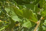 genus Verbascum. Стеблевой лист. Кабардино-Балкария, Черекский р-н, окр. с/п Верхняя Балкария, окр. пер. Сев. Курноят, ≈ 2100 м н.у.м., субальпийский луг. 29.07.2024.