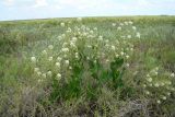 Lepidium cartilagineum