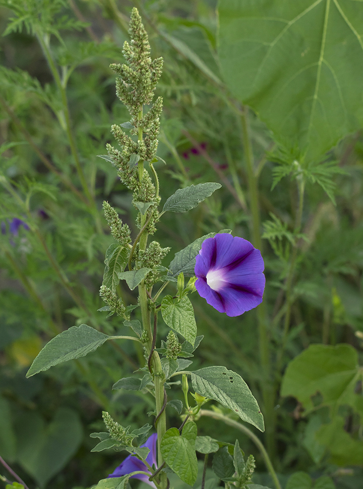 Image of Ipomoea purpurea specimen.