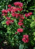 Monarda didyma. Верхушки цветущих растений. Вологодская обл., Кирилловский р-н, г. Кириллов, в культуре. 12.07.2024.