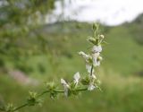 Stachys atherocalyx