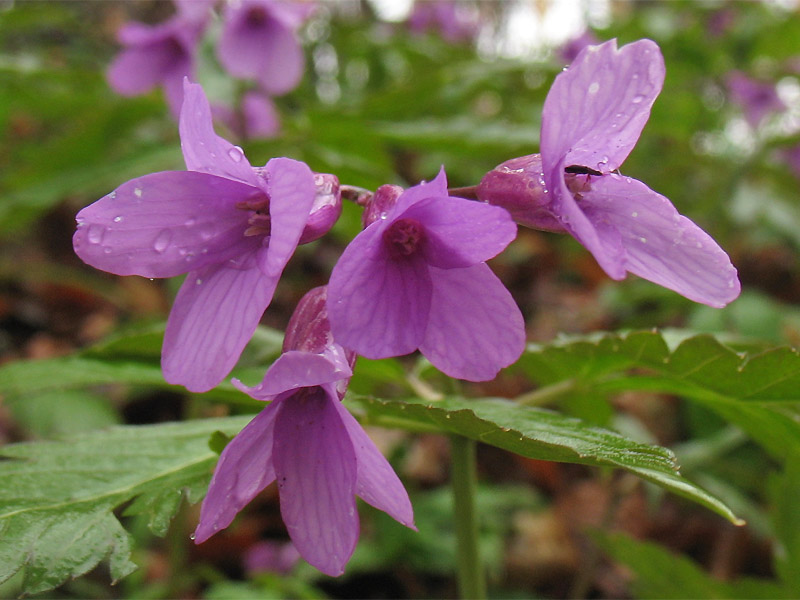 Image of Cardamine glanduligera specimen.