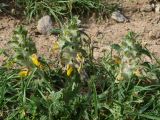 Phlomoides speciosa