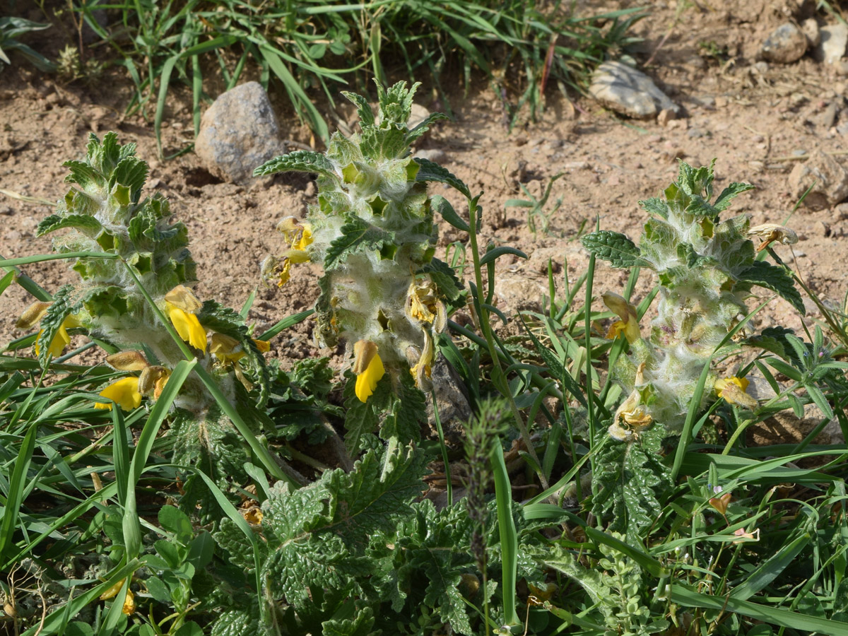 Изображение особи Phlomoides speciosa.