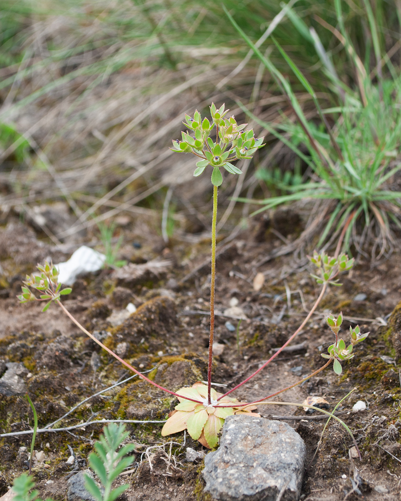 Image of Androsace maxima specimen.